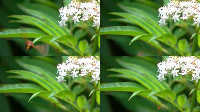 大黄蜂从花瓣上起飞