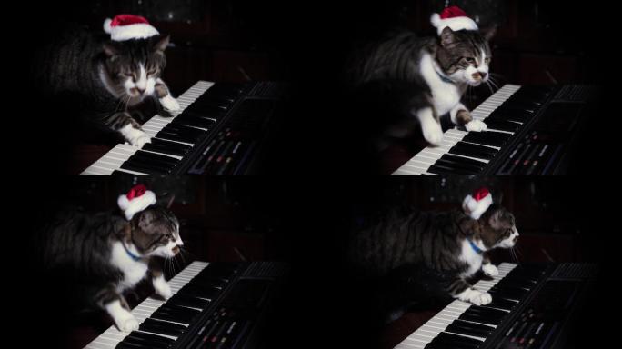 戴着圣诞帽子玩键盘或风琴的滑稽猫。