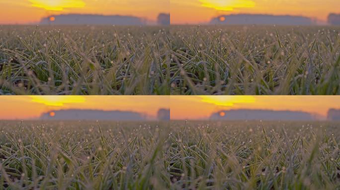 小麦植株上的白霜小草露珠麦苗清晨
