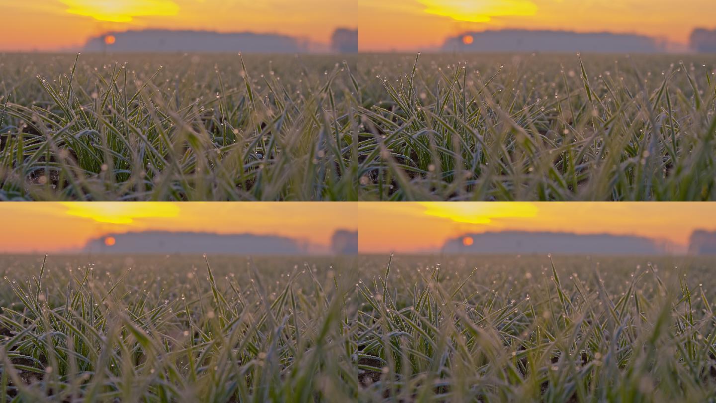 小麦植株上的白霜小草露珠麦苗清晨