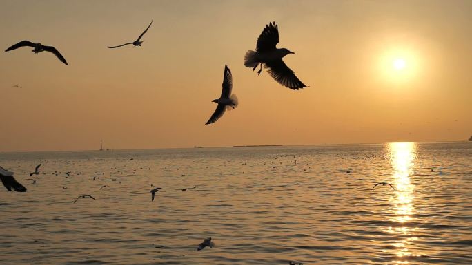 海鸥在海上飞翔湿地湖泊鸟类生态环境保护野