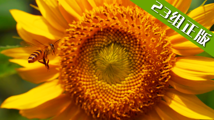 大自然向日葵美好励志蜜蜂勤劳传播阳光夏天