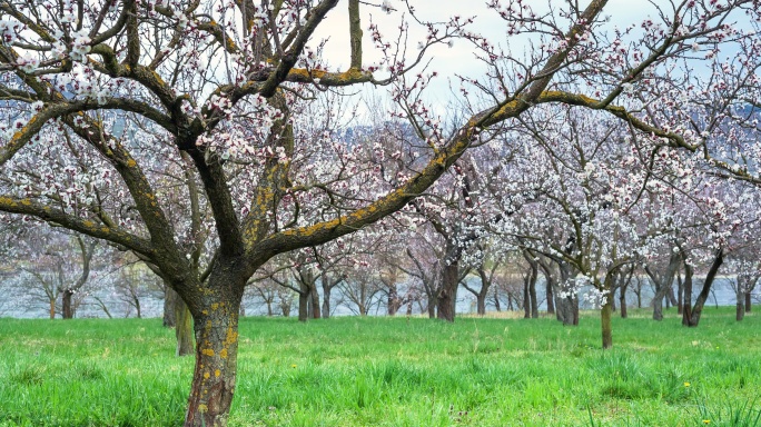 杏树