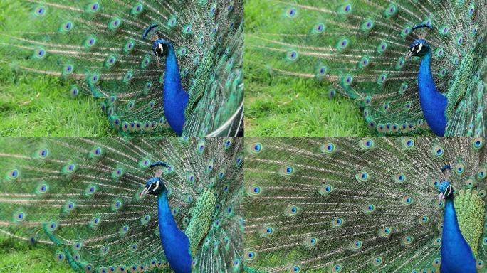 一只雄性印度蓝孔雀的求偶表演