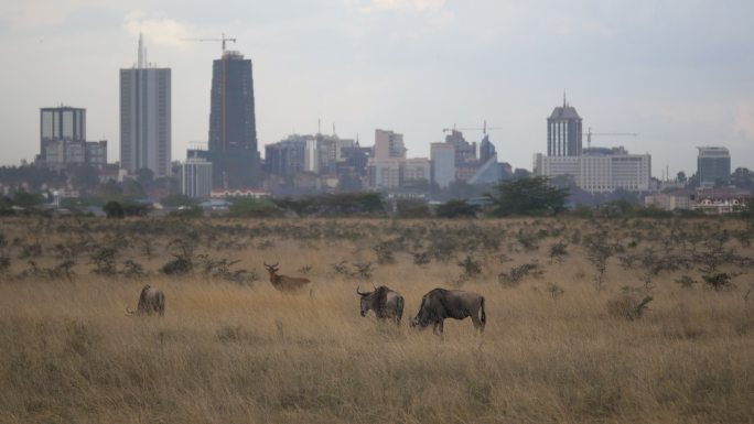 肯尼亚内罗毕天际线前的角马