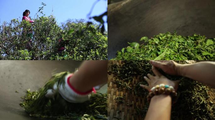 普洱茶古法制茶过程