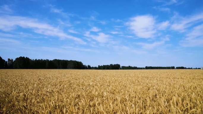 小麦从浇灌到收获全过程