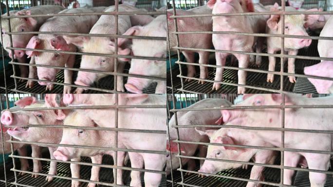 现代化工业养猪场的生猪