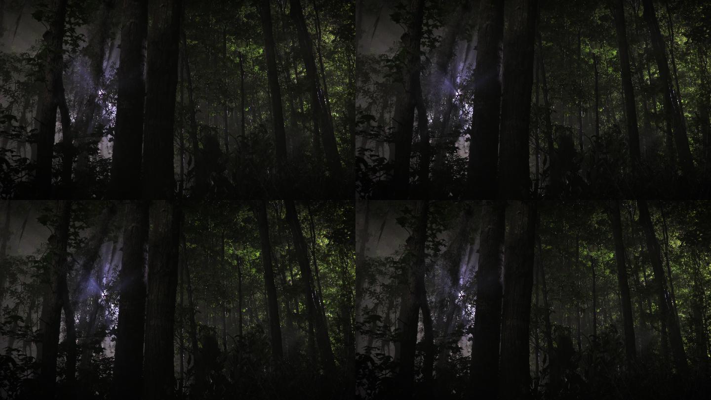 森林中的光束唯美阳光森林树叶逆光竹林柳树