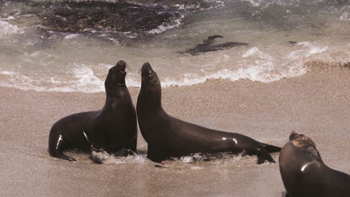 拉霍拉湾的海豹和海狮