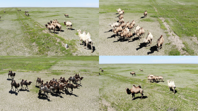 4K-草原骆驼-航拍