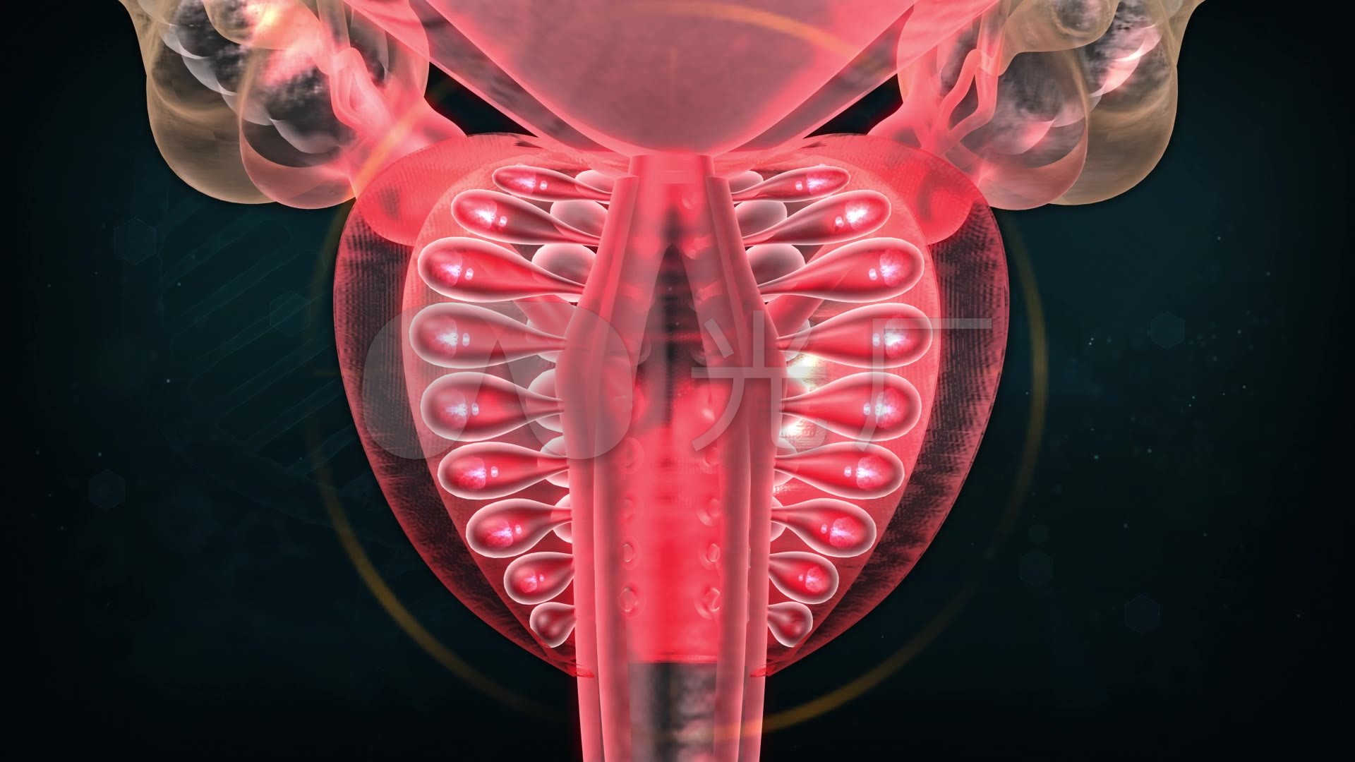 图1-110 女性膀胱和尿道(冠状切面)-妇产科学-医学