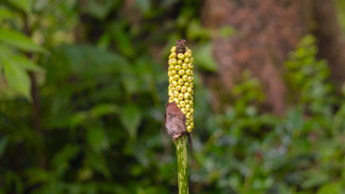 花蘑芋