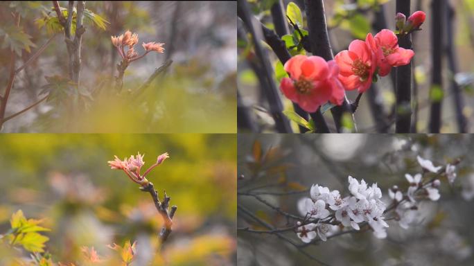 初春牡丹花卉合集