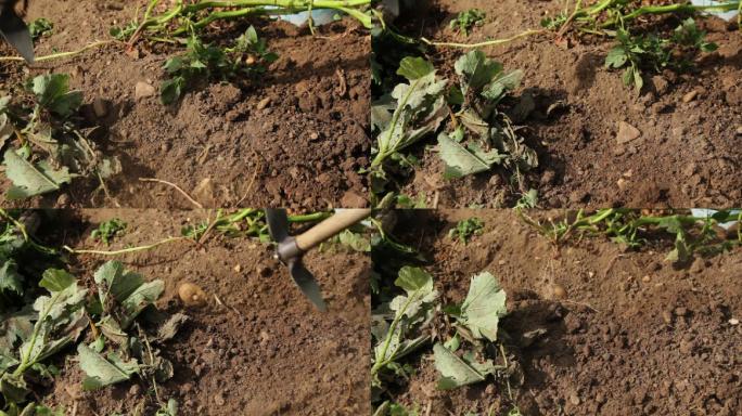 从地上摘土豆刨地农业农村三农种植