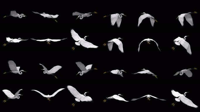飞鸟 白鹭6种飞行姿态带alpha通道