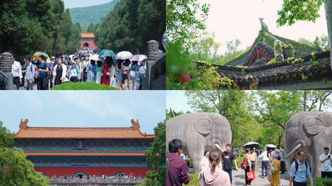 4k南京旅游季明孝陵钟山风景区美龄宫梧桐