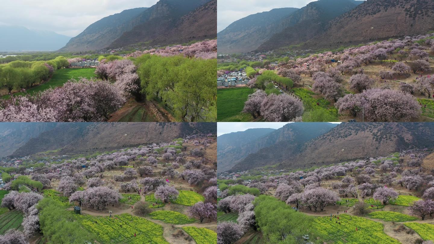 4k西藏风光视频阴天林芝桃花节成片的桃花