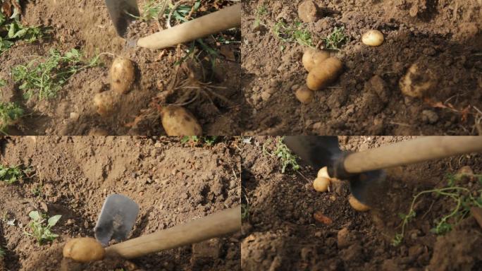 从地里挖土豆洋芋小土豆挖土