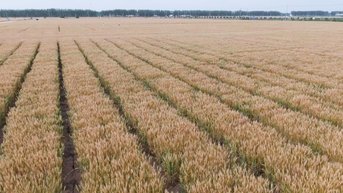 【原创】航拍麦田大景高清实拍