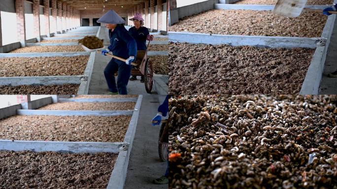 黑水虻养殖农业幼虫昆虫蠕动蛆饲料