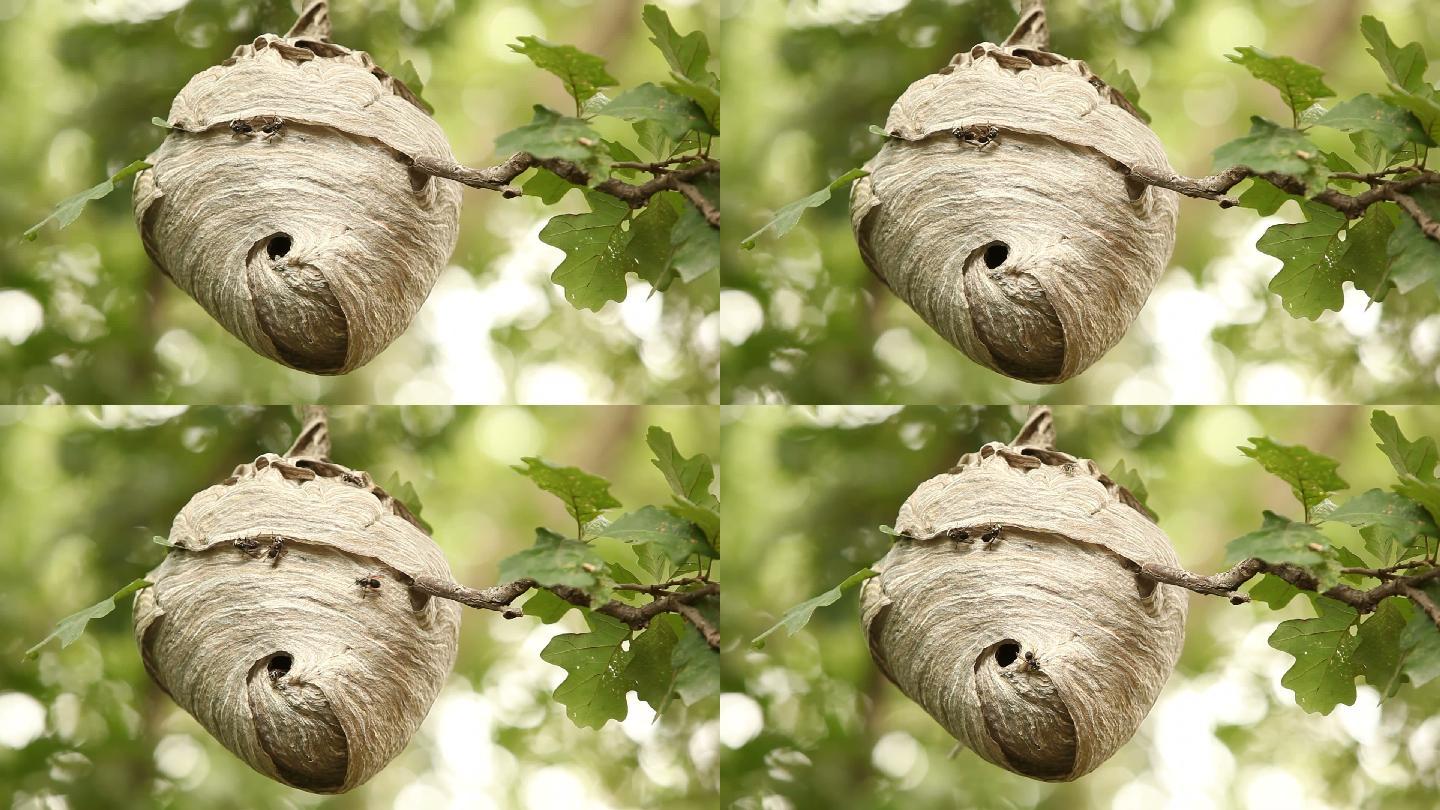 黄蜂在树上筑巢蜜蜂蜂巢蜂蜜马蜂窝