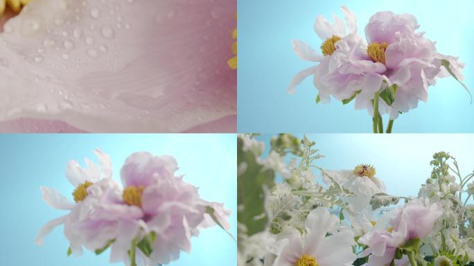 粉色油牡丹花艺实物棚拍摄影素材4k