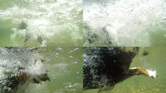 水下慢动作：边境牧羊犬在河里游泳和抓球