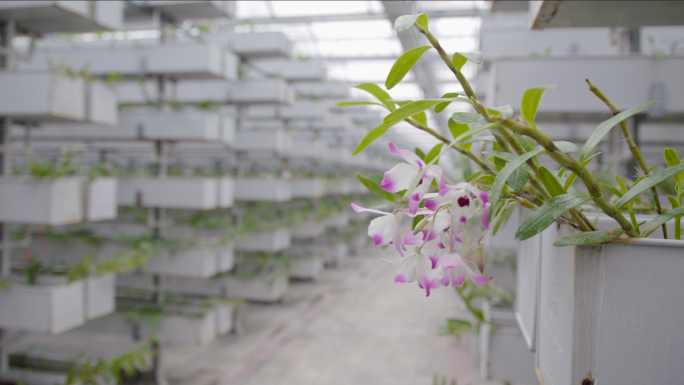 石斛种植基地