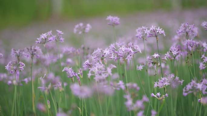 公园绿化鲜花野花