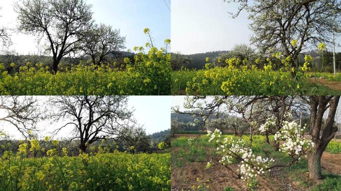 航拍梨花油菜花合集