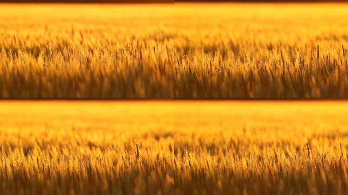 风中摇曳的小麦金色田野麦浪起伏农作物播种