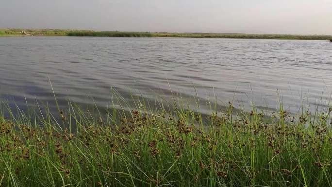 湖边水草