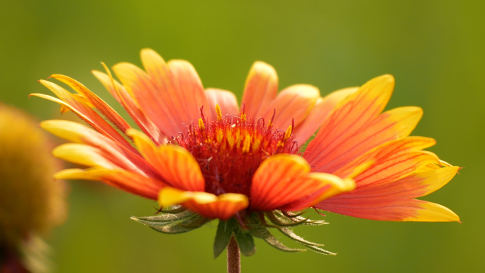 天人菊特写实拍_菊花丛_花卉