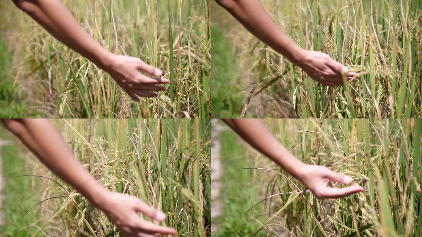 女人用手抚摸着成熟的水稻