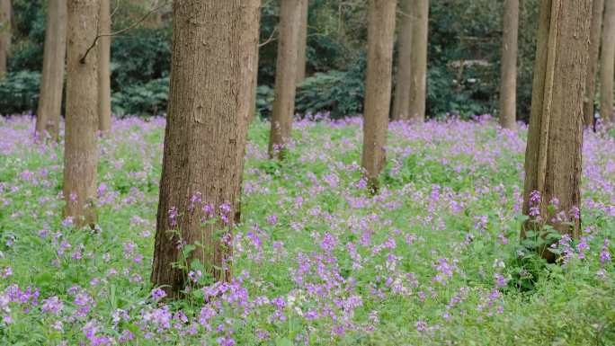 4K景区的紫色花丛