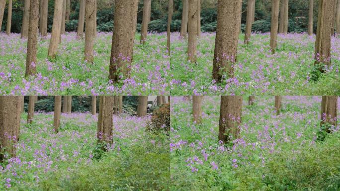 4K景区的紫色花丛