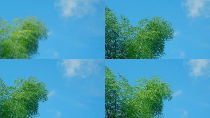 竹子蓝天白云
