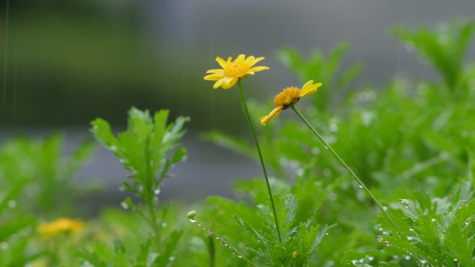 雨中的小菊花