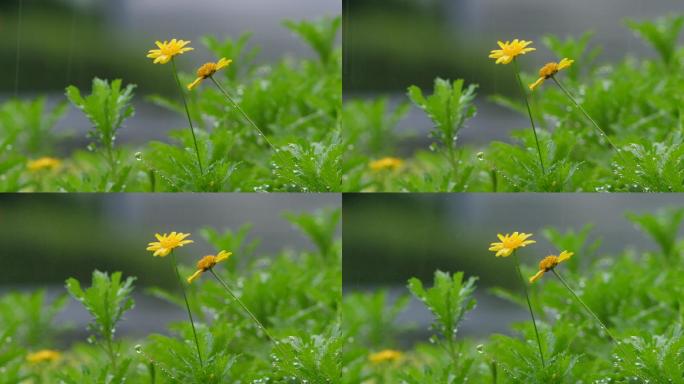雨中的小菊花
