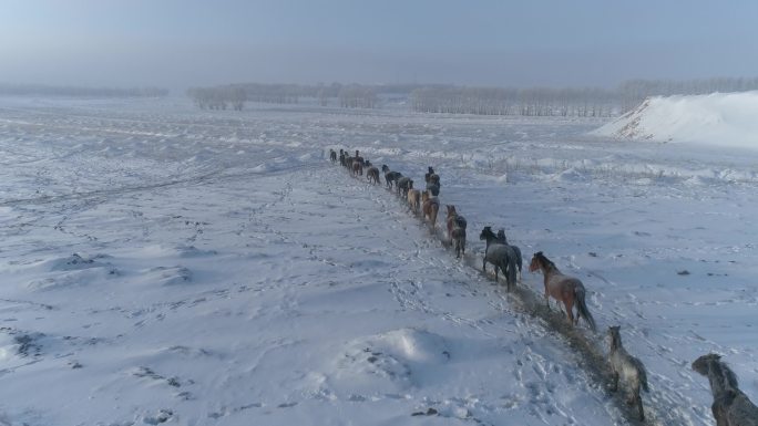 航拍空镜内蒙古马群冬雪景旷野