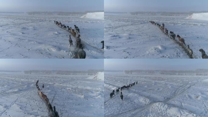 航拍空镜内蒙古马群冬雪景旷野