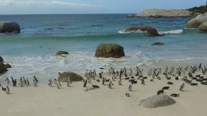南非博尔德斯海滩的非洲企鹅