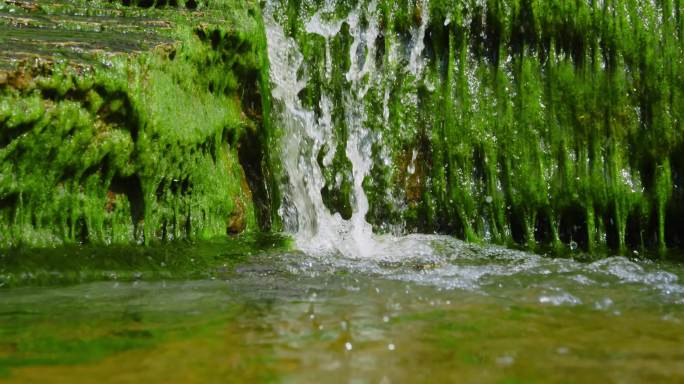 【4K原声】水域青苔、河流青苔水草