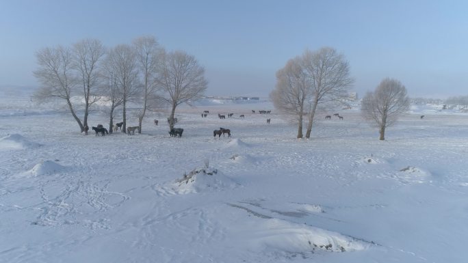 空镜雪原马群空旷雪地意境冬天风雪