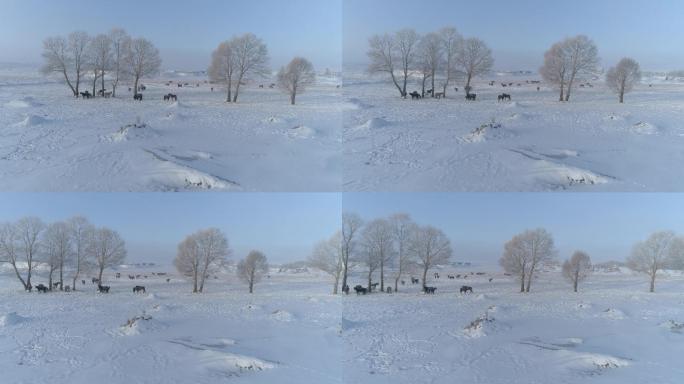 空镜雪原马群空旷雪地意境冬天风雪