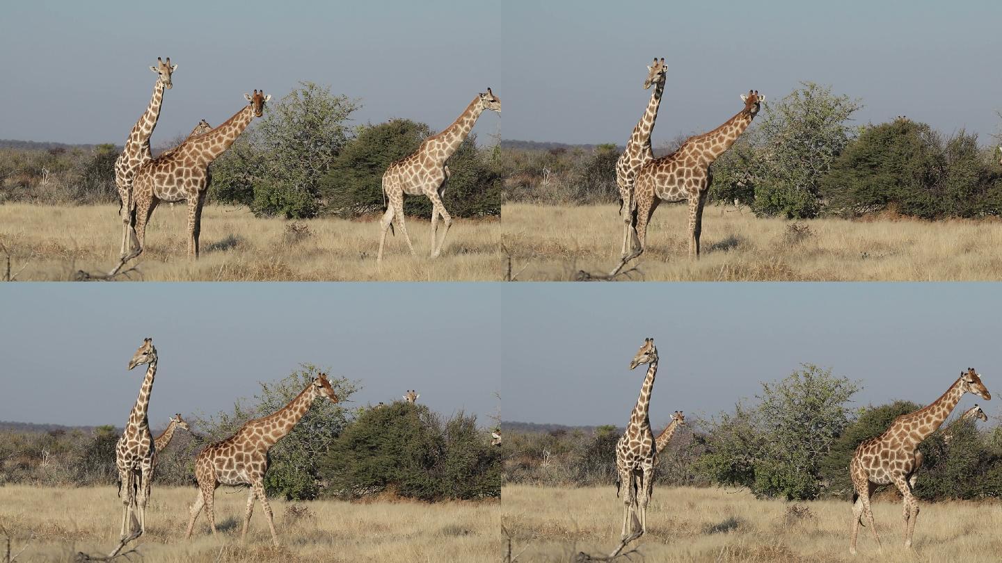 自然栖息地的长颈鹿