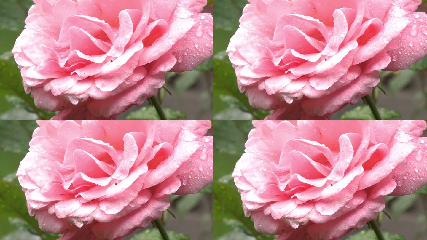 粉红玫瑰与露水特写