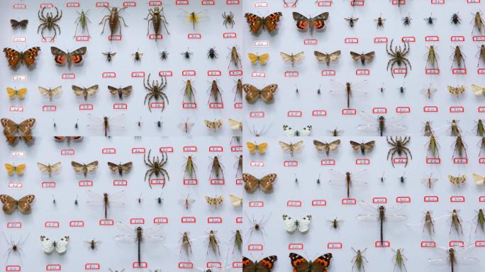 4K原创-昆虫标本