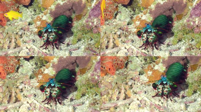 一只大绿螳螂虾